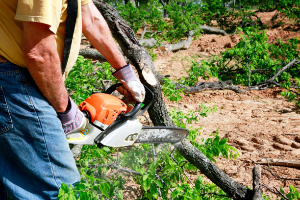 Best Tree Maintenance Programs  in Lakeside, CA